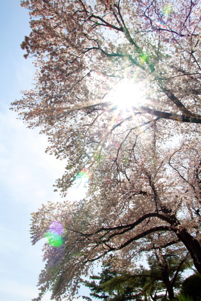 아름드리 벚나무 아래에서 하늘을 본다. 딱 봄이다. 향기도 빛깔도 봄이다. 
