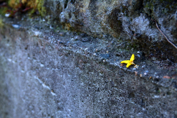 개나리꽃이 마치 하늘의 별처럼 차가운 시멘트 바닥에 떨어져 있다. 
