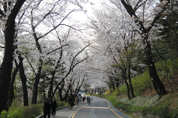 남산공원 남측순환로 벚꽃길