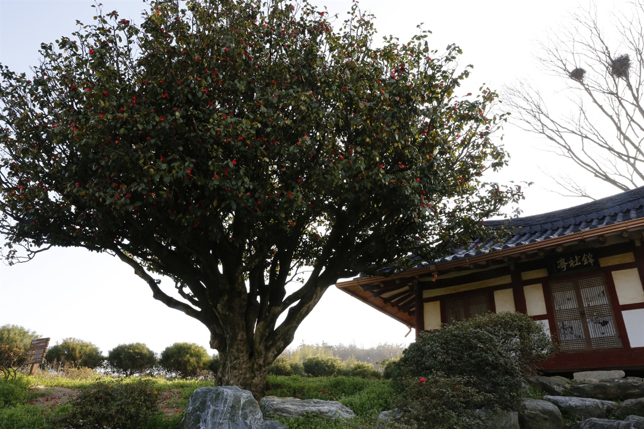 나주 금사정의 동백나무. 500년 전 개혁을 꿈꿨던 유생들의 뜨거운 소망과 절의를 담고 있다. 나무 한 그루로 천연기념물로 지정돼 있다.