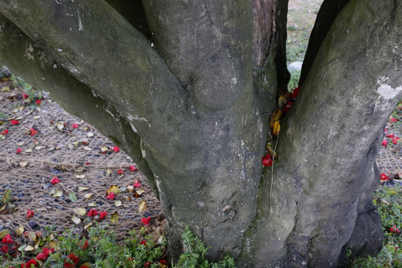 나주 금사정의 동백나무. 500년 전 선비들의 절개가 스며있다. 나무 아래에 핏빛 선연한 동백꽃이 떨어져 있다.