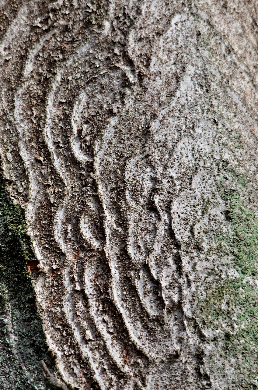 느티나무에 만들어진 연화무늬
