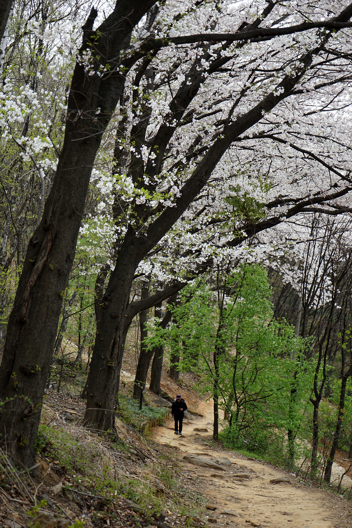  오래된 벚나무가 장관인 벚꽃길