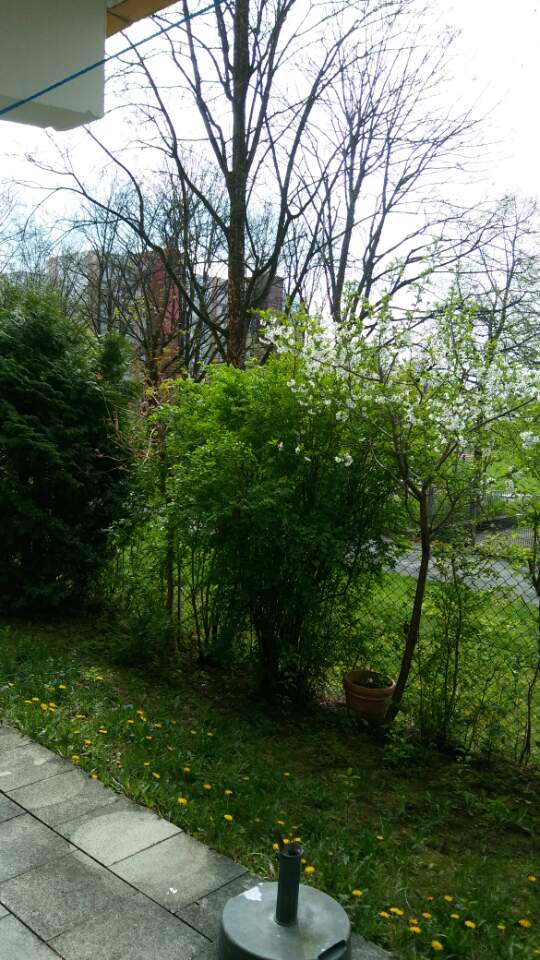 거주하는 뮌헨의 아파트 정원