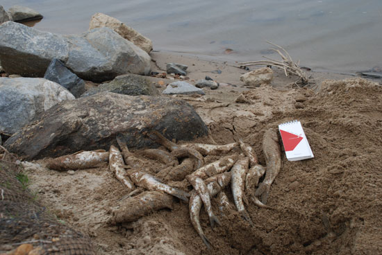 2012년 10월 금강에서 물고기떼죽음이 발생했다. 공무원들은 이를 숨기려고 구덩이를 파서 사체를 묻었다. 