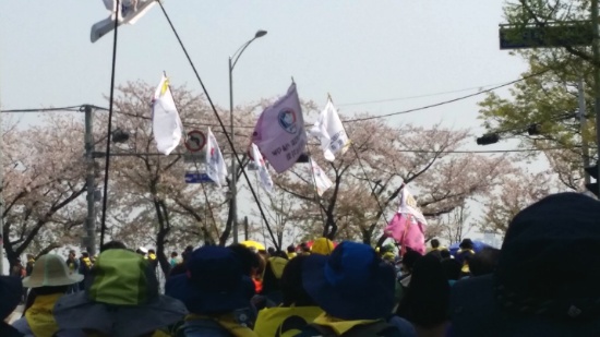 여의도 벗꽂길을 지나는 행렬 희생된 단원고 학생 및 교사들을 한 명 한 명 기억하고 세월호의 진실을 밝혀달라는 염원을 담아 여의도를 출발 ? 서강대교 ? 신촌 ? 광화문 세월호 광장까지 이어지는 ‘기억과 진실’을 향한 도보행진