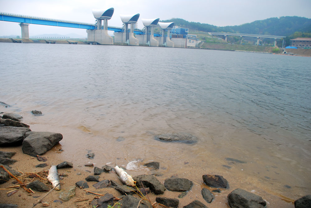 수자원공사가 지난해 설치한 물고기 산란장 인근에도 죽은 물고기가 널려있다.