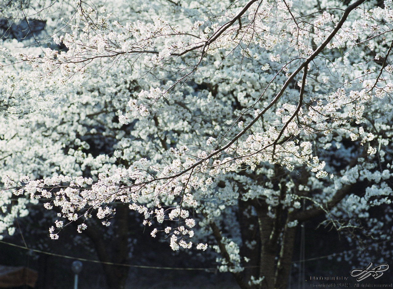 (645N/Ektar100)4월 16일 마이산 탑영제 근처의 벚나무. 벚꽃이 탐스럽게 피어있다. 