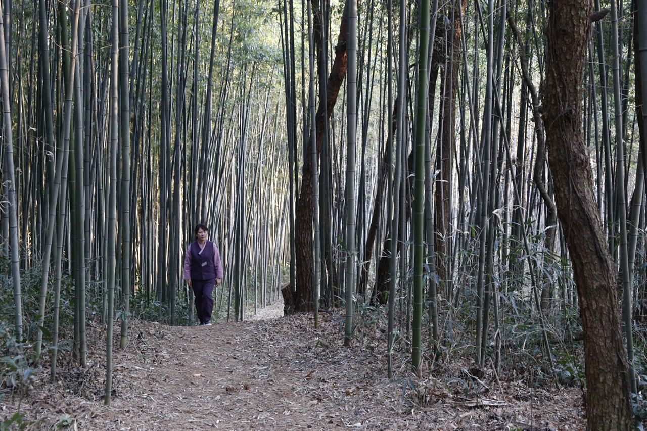 담양 삼다리 대숲 풍경. 대나무와 소나무가 어우러진 숲에 산책로가 단아하게 놓여 있다. 호젓한 대숲이다.
