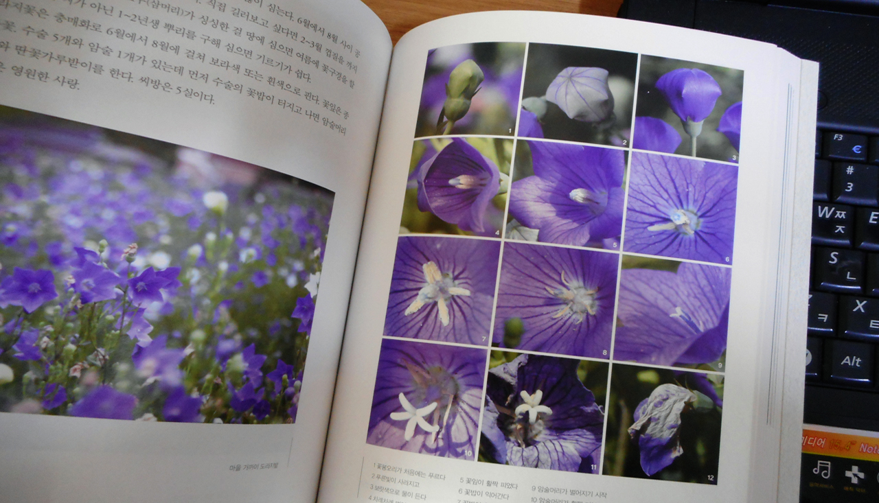 꽃봉오리부터 지기까지, 트랜스젠더 꽃으로도 불린다는 도라지꽃의 변화를 12장 사진으로 담았다. 