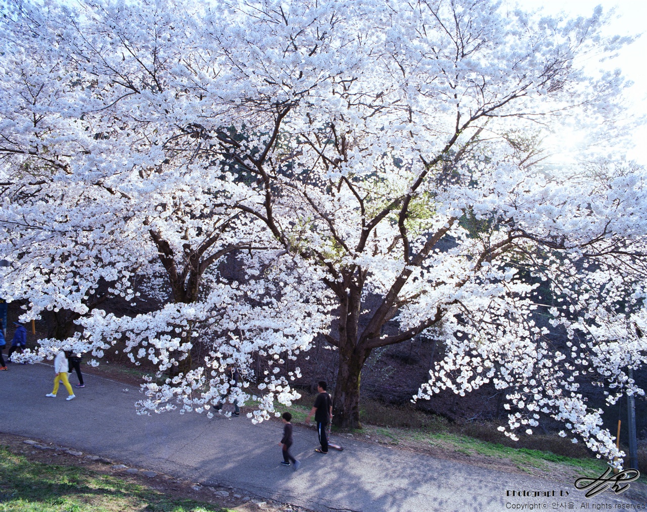 (67ii/Ektar100)탑영제 바로 밑의 벚나무 두 그루가 역광을 머금고 빛나고 있다.