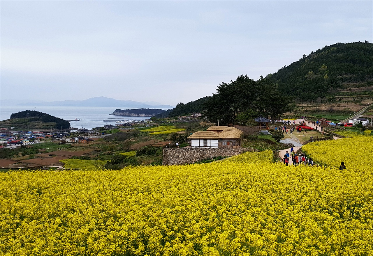 청산도 슬로길(서편제길)에 활짝 핀 유채꽃길을 따라 여행객들이 싸목싸목 걷고 있다. 지난 4월 20일 풍경이다.