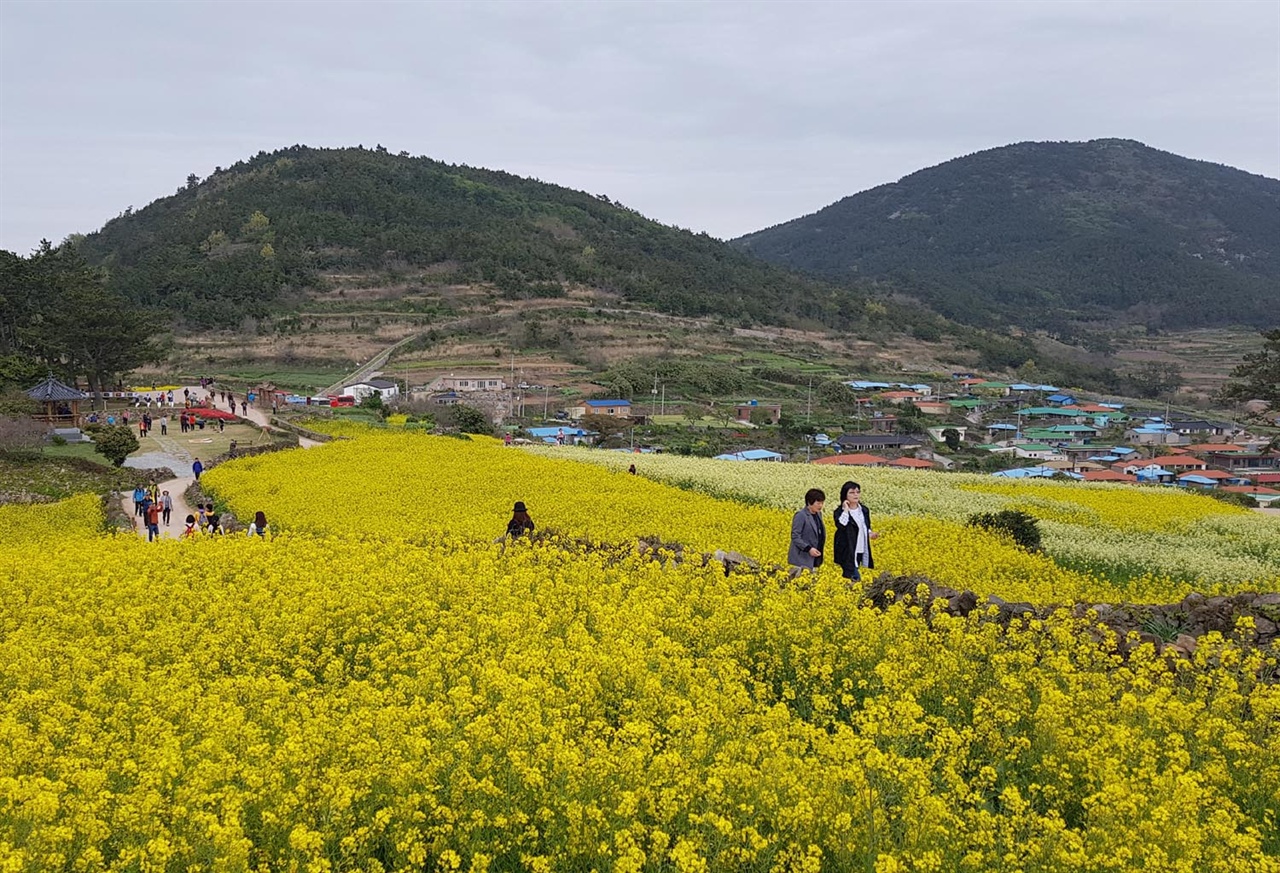  청산도 슬로길을 찾은 여행객들이 노란 유채꽃이 핀 서편제길을 따라 솔방솔방 걷고 있다. 지난 4월 20일이다. 