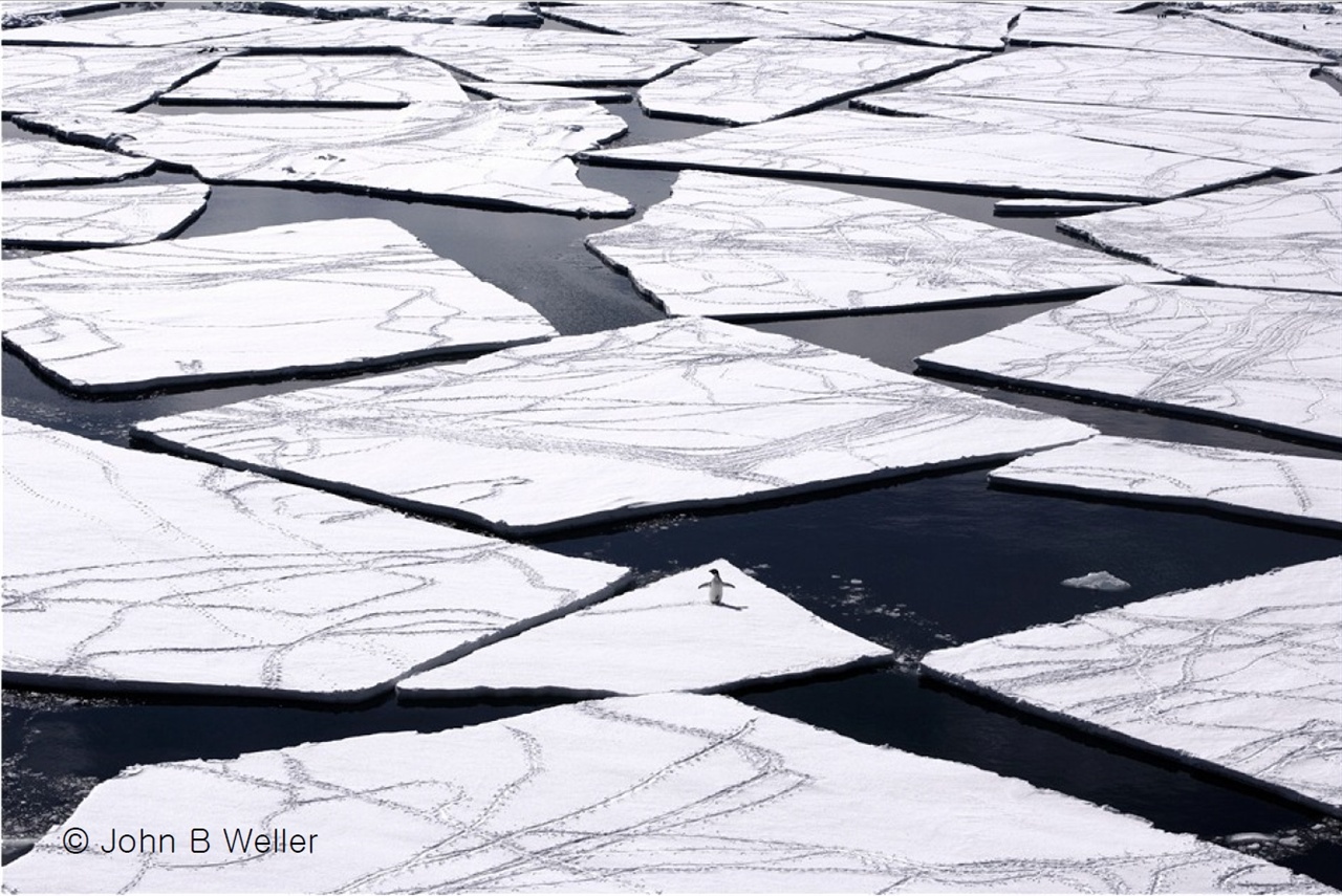 남극 사진 작가 John Weller의 '유빙 위의 펭귄'. 사)시민환경연구소에서 작가에게 사용 허가를 받아 게제한다. 