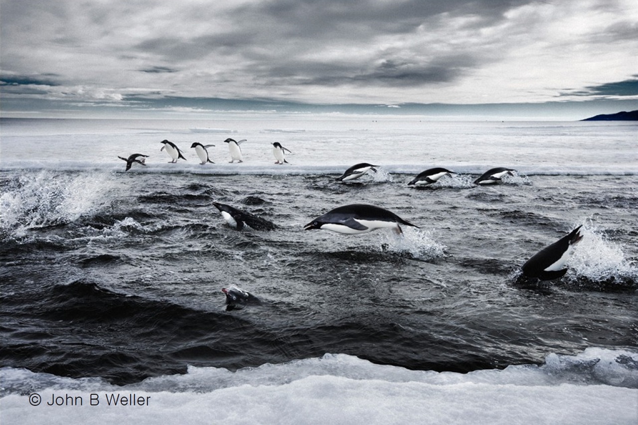 남극 사진 작가 John Weller의 '먹이를 찾아 헤엄치는 아델리 펭귄'. 사)시민환경연구소에서 작가에게 사용 허가를 받아 게제한다. 