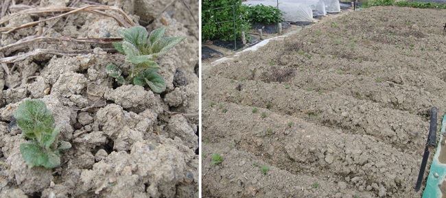           약 한 달 만에 올라온 감자 싹과 감자를 심어놓은 밭입니다. (넓이, 가로, 세로, 3×10m)