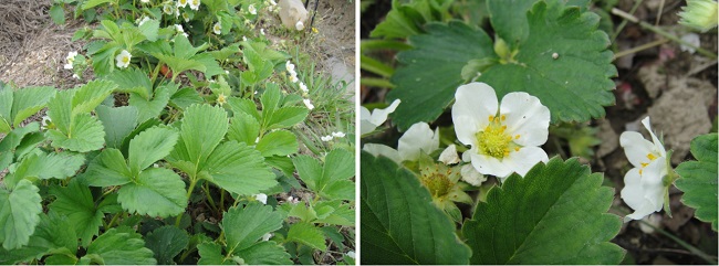            지금은 하얀색 딸기 꽃이 피는 철입니다. 12월이나 지금 먹는 딸기는 온실에서 키워서 사람이 만들었습니다. 