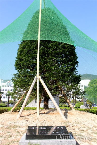 경남도청 정문 화단에 '채무 제로 기념 식수'를 해놓았던 주목이 말라 죽어가자, 23일 새 나무로 교체한 뒤 차양막이 설치되어 있다.