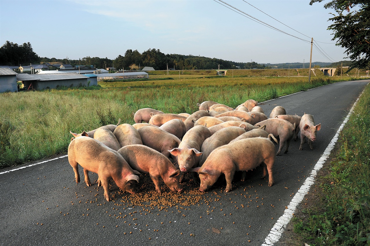 가까이 다가오는 돼지들에게 사료를 주며 기운 차리고 살아달라고 부탁했다.