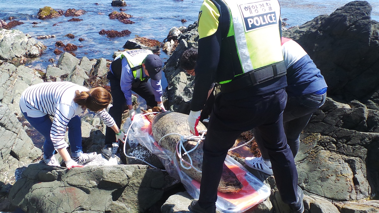 사체로 발견된 점박이물범이 24일 오전 들것에 실려 고래연구센터로 옮겨지고 있다. 점박이물범은 동해안 희귀보호종이다. 