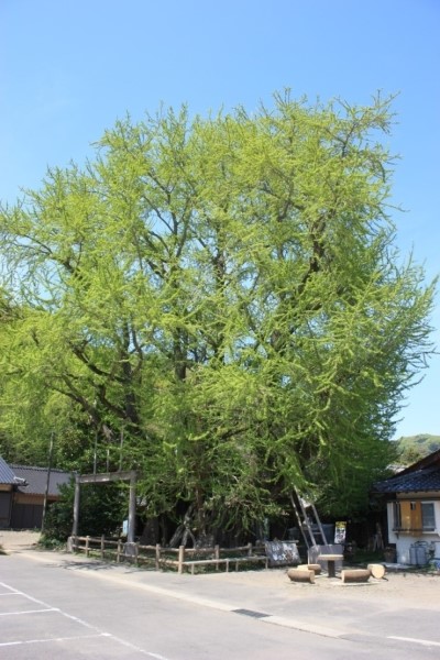 1500살 은행나무