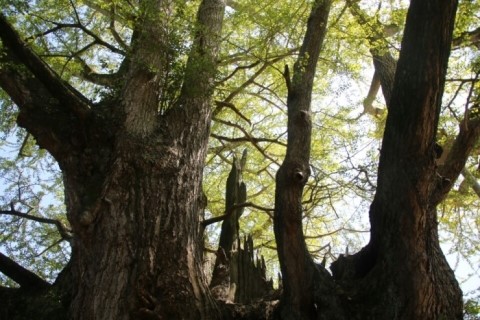 1500살 은행나무