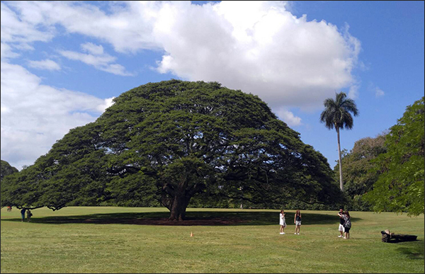 호놀롤루 시내 공원에 있는 일본 히타치그룹의 '히타치나무'