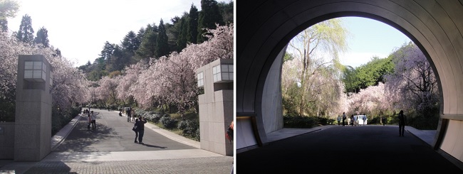           시가현에 있는 미호뮤지엄은 도화원기를 배경으로 지은 미술관입니다. 입구에는 복사꽃이 피어있습니다.