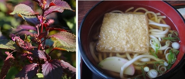           왼쪽 사진은 분홍색 원료인 자주색 시소 차즈기 잎입니다. 오른쪽 사진은 유부 국수입니다. 유부국수는 기스네 우동이라고 합니다.