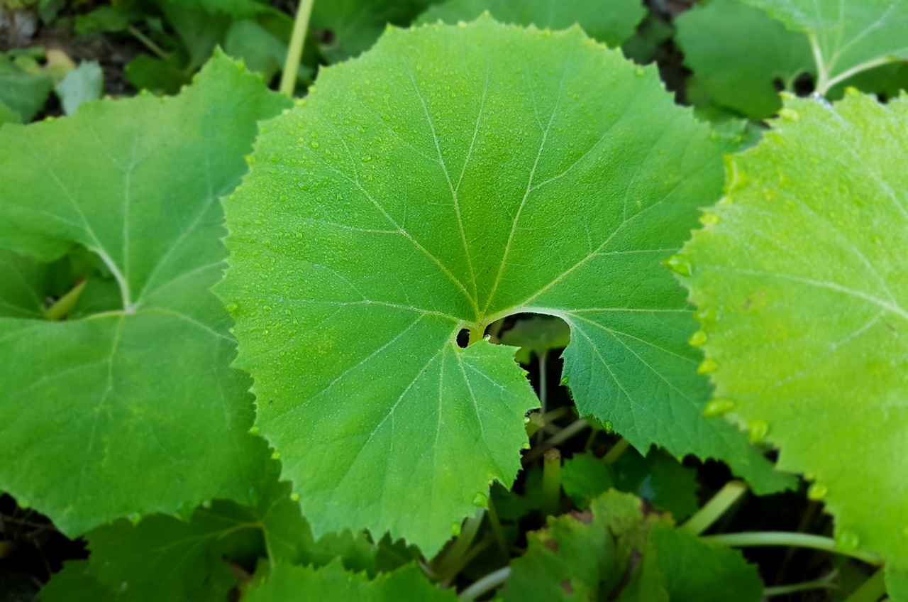  새봄에 올라온 머윗잎. 머위 새순은 끓는 물에 데쳐 나물로 무치면 쌉쓰름한 맛이 색다릅니다.