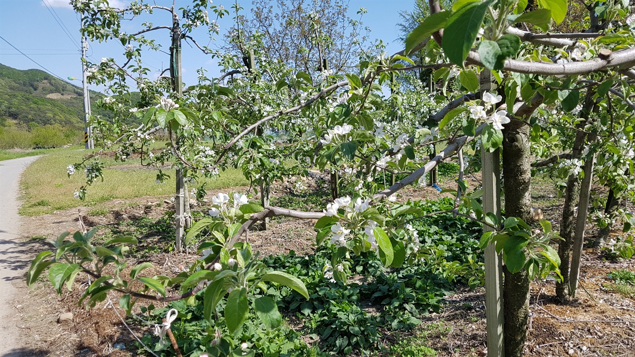 가야산 남연군 묘 인근의 과수원 사과나무에는 사과꽃이 피었다. 