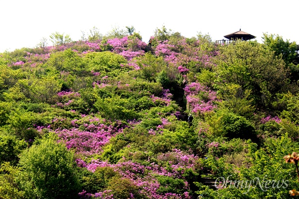  창원 비음산 철쭉.