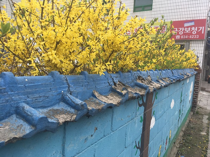 봄을 상징하는 개나리