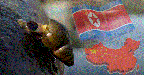 중국산, 북한산 다슬기의 수입으로 위협받는 국산 다슬기