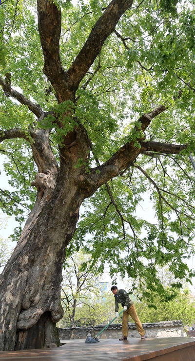 경남 거창군 위천면 거차마을 입구의 수령 500년 느티나무.