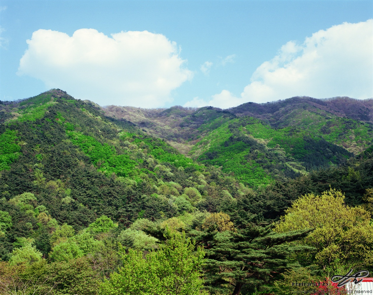 다양한 색깔들 (Ektar100) 요즘들어 보기 드물게 먼지 없는 청명한 하늘 아래에서 다양한 나무들이 원색을 드러내고 있다.