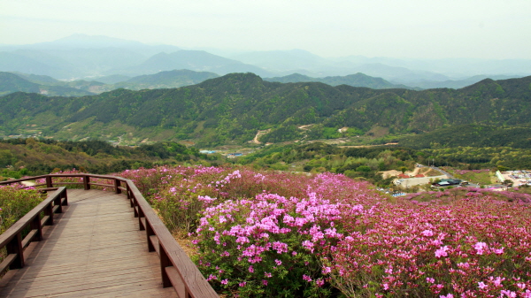  황매산 능선으로 올라가는 길은 나무테크 길로 남녀노소 부담없이 오를 수 있다.