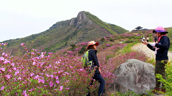  황매산 주위에는 흥건한 분홍빛을 사진에 담는 사람들로 북적인다.
