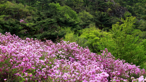  황매산 철쭉은 향기도 빛깔도 딱 봄이다. 