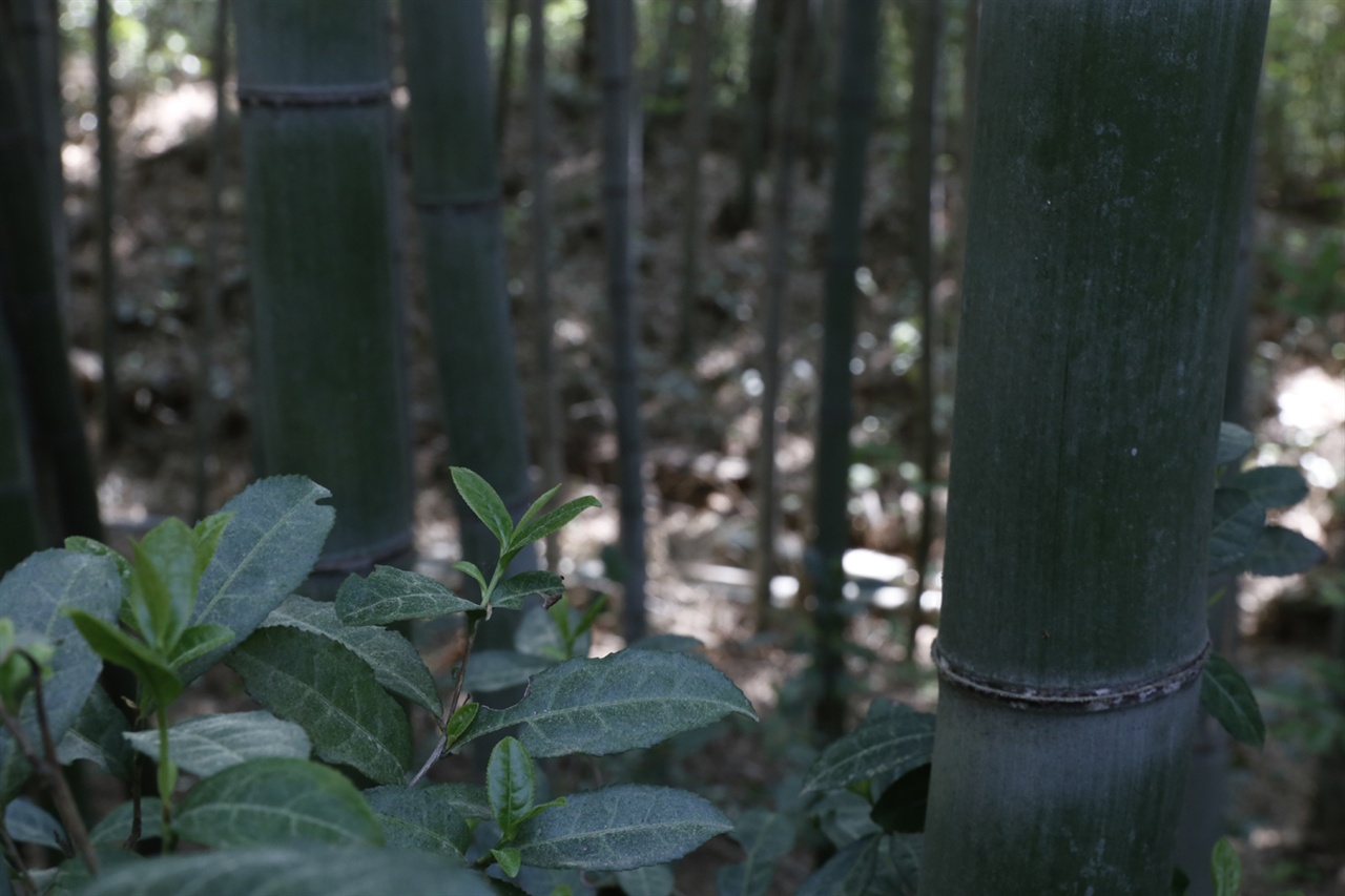 대나무 밭에서 이슬을 먹고 자라는 차나무. 죽로차의 재료가 되는 차나무다. 담양 삼다리 대숲에서다.