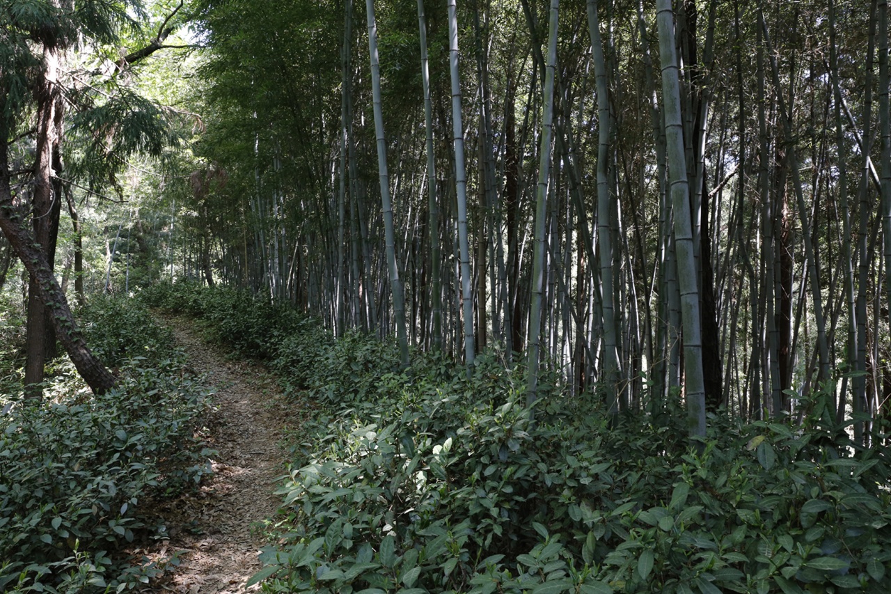대나무와 소나무가 어우러진 숲 사이로 차나무가 줄지어 자라고 있다. 그 사이로 산책로가 나 있다. 담양 삼다리 대숲 풍경이다.
