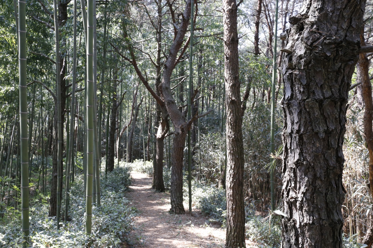대나무와 소나무가 어우러진 담양 삼다리대숲. 숲 사이로 난 산책로도 단아하다. 