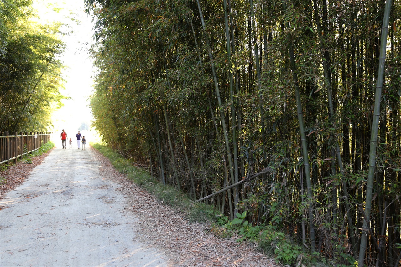영산강 둔치를 따라 이어진 대나무숲이 운치를 더해 준다. 담양군 대전면에 있는 태목리대숲 풍경이다.