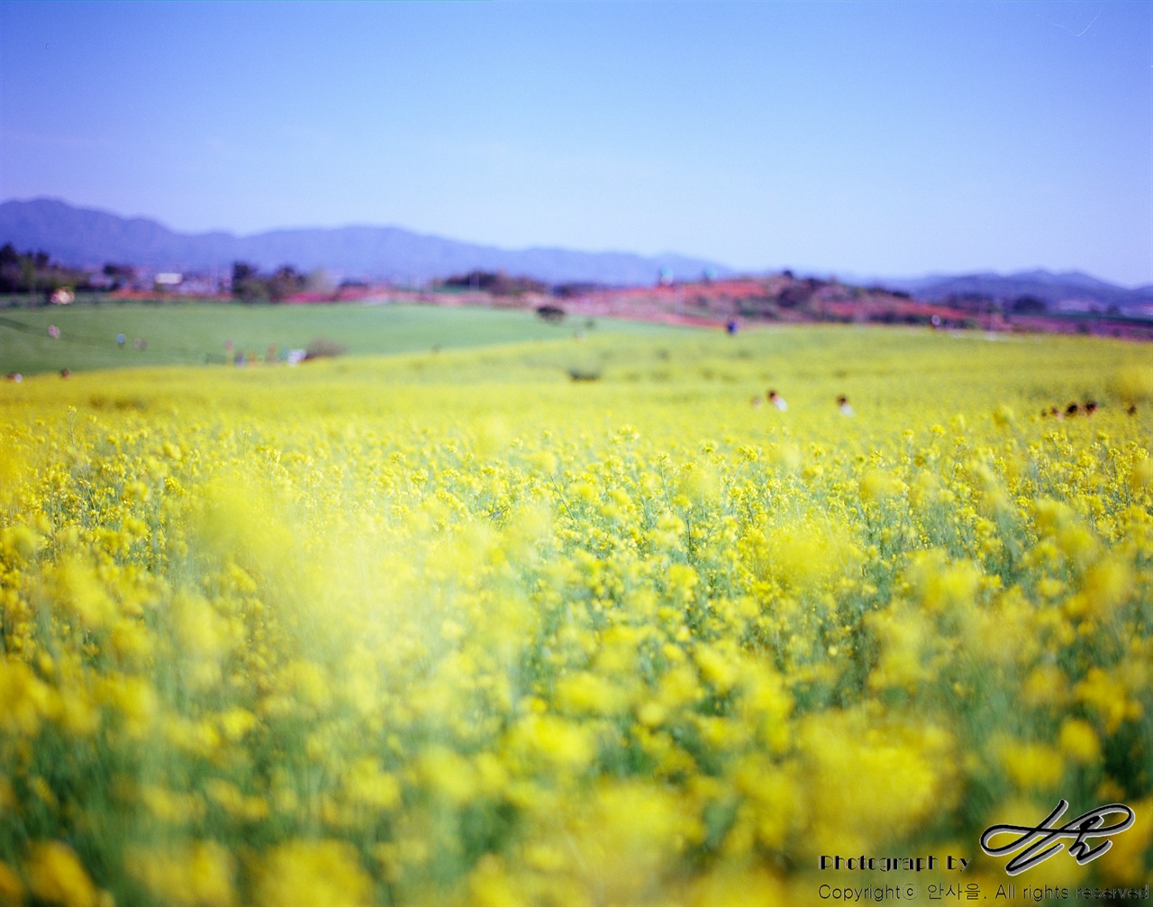 Ektar100 / 90mm / F2.8 / 500분의1초 알곡을 수확해야하는 보리밭으로는 들어가면 안된다. 울타리도 쳐있고 경고 문구도 붙어있다. 그런데 유채꽃밭은 그 출입이 자유로운 편이다. 별도의 경고를 해놓지는 않았지만 당연히 지켜야 할 매너는 적절히 지켜야 할 것이다. 역시 낮은 심도를 위해 조리개를 최대로 개방했다. 67판형에서의 2.8이라는 조리개 수치는 풀프레임 기준으로는 약 1.4 정도로 생각하면 될 것 같다.