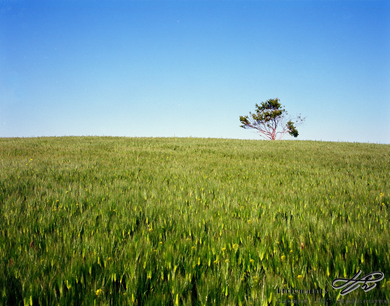 Ektar100 / 90mm / F16 / 15분의1초 마차가 지나다니는 길을 왼쪽으로 하여 쭉 걷다보면 보리밭을 한 바퀴 돌아서 산책하는 꼴이 된다. 얼추 입구의 반대편 정도가 되면 위와 같은 풍경을 만날 수 있다. 아직은 갸냘픈 소년같지만 시간이 흐르면 더욱 늠름한 나무가 될 것이다.