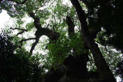 1000년 된 녹나무 신목이다