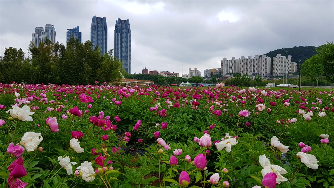 태화강대공원 11일 태화강대공원에 흐르러지게 핀 작약