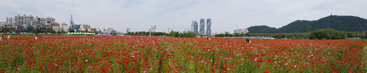  11일 6,000만 송이 봄꽃이 만개한 태화강대공원