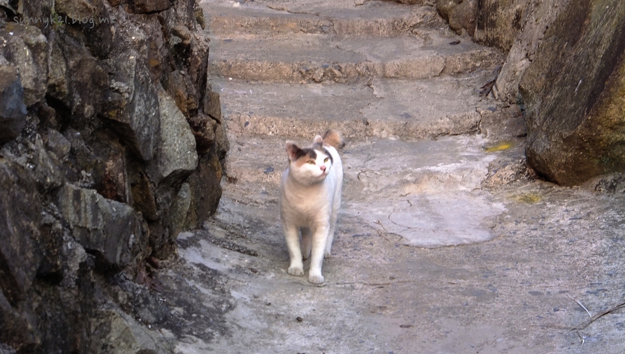 여수 고소동 언덕동네에서 만났던 길고양이. 