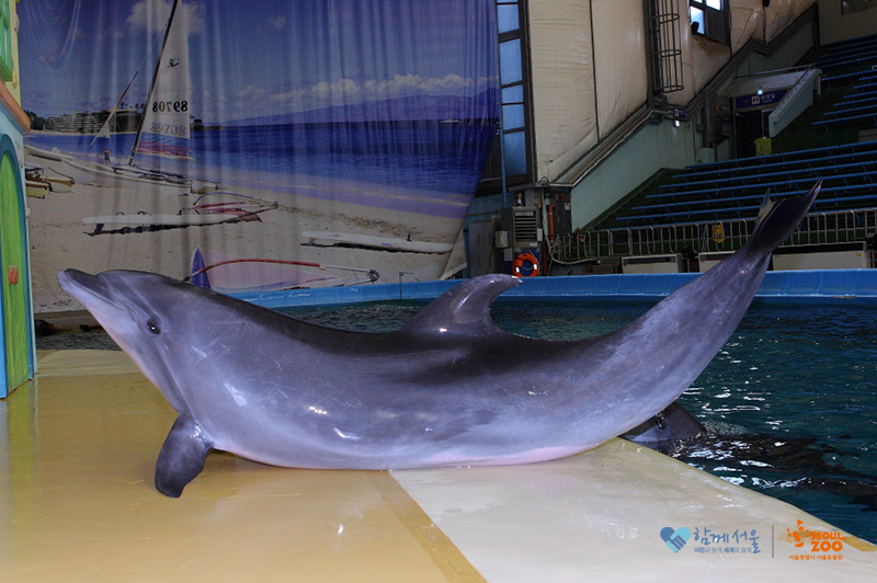 서울대공원 동물원의 남방돌고래. 지난달 제주 앞바다로 자연방류가 결정됐다.